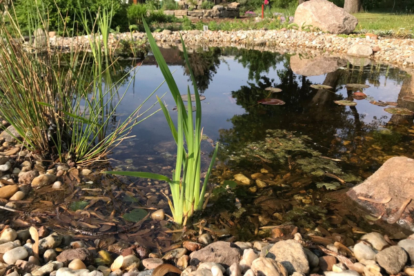 Teich im Wildbienenschaugarten Schöneweide (Berlin)