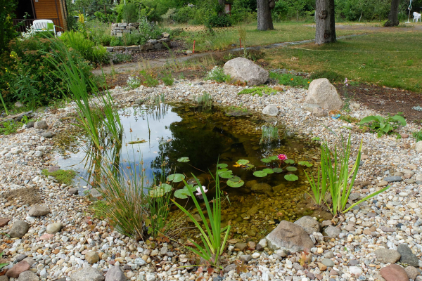 Teich im Wildbienenschaugarten Schöneweide (Berlin)