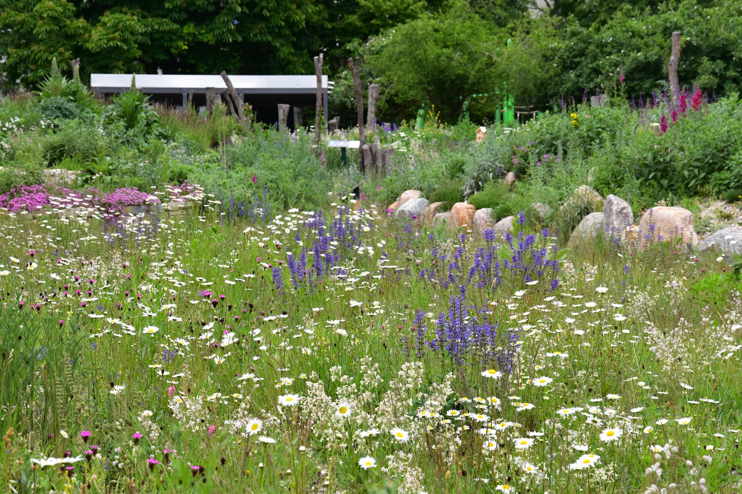 Blumenwiese